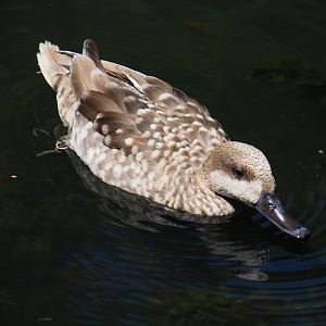 Marbled teal (Marmaronetta angustirostris), 2024-06-30