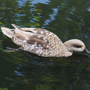 Marbled teal (Marmaronetta angustirostris), 2024-06-30