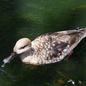 Marbled teal (Marmaronetta angustirostris), 2024-06-30