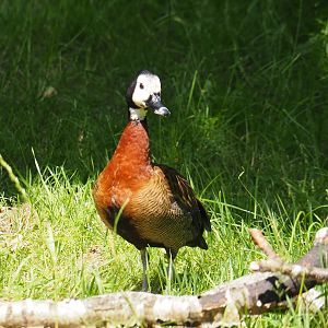 White-faced whistling duck (Dendrocygna viduata), 2024-06-30
