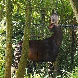 Okapi (Okapia johnstoni), 2024-06-30