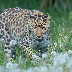 Amur Leopard, YWP, UK