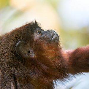 Coppery Titi Monkey, YWP, UK