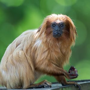 Golden Lion Tamarin, YWP, UK