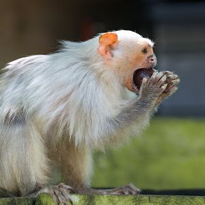 Silvery Marmoset, YWP, UK