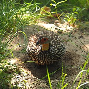 Yellow-necked francolin (Pternistis leucoscepus), 2024-06-30