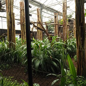 Okapi greenhouse - Indoor housing for okapis and birds of Congo Forest aviary, 2024-06-30