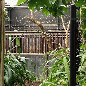Okapi greenhouse - Indoor housing for okapis and birds of Congo Forest aviary - Off-show okapi stalls, 2024-06-30