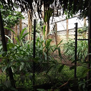 Okapi greenhouse (Indoor housing for okapis and birds of Congo Forest aviary), 2024-06-30