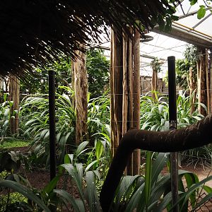 Okapi greenhouse - Indoor housing for okapis and birds of Congo Forest aviary, 2024-06-30