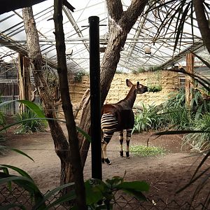 Okapi greenhouse - Indoor housing for okapis and birds of Congo Forest aviary, 2024-06-30