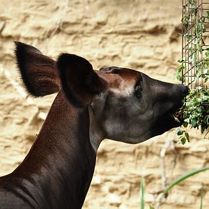 Okapi (Okapia johnstoni), 2024-06-30