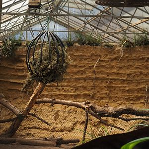 Okapi greenhouse - Indoor housing for okapis and birds of Congo Forest aviary - Bee-eater wall and bird perches, 2024-06-30