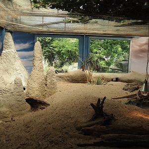 Meerkat indoor exhibit, 2024-06-30