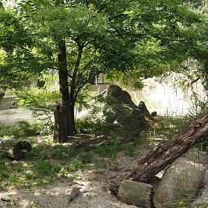 Meerkat exhibit, 2024-06-30