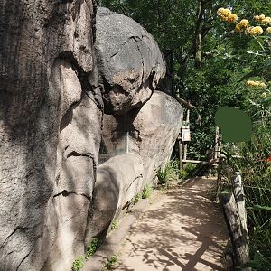 Cape ground squirrel, Guinea turaco and Purple glossy starling house, 2024-06-30