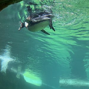 Humboldt Penguin