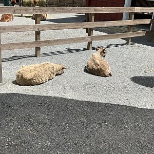Farmyard - Shetland Sheep