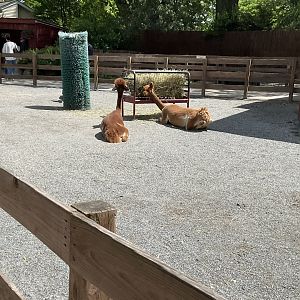 Farmyard - Huacaya Alpaca