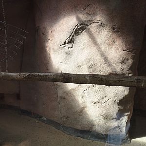 Cape ground squirrel, Guinea turaco and Purple glossy starling indoor housing, 2024-06-30