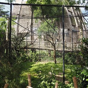 Cape ground squirrel, Guinea turaco and Purple glossy starling exhibit, 2024-06-30