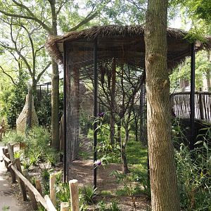 Cape ground squirrel, Guinea turaco and Purple glossy starling exhibit, 2024-06-30