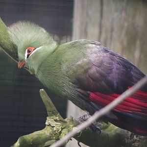 Guinea turaco (Tauraco persa), 2024-06-30