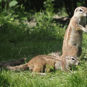 Cape ground squirrels (Geosciurus inauris), 2024-06-30