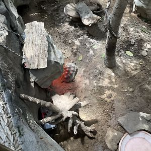 Faces of the Rainforest - Red-footed Tortoise