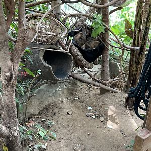 Faces of the Rainforest -Linne’s Two-Toed Sloth