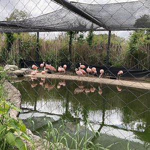 Faces of the Rainforest -Chilean Flamingo