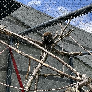 Faces of the Rainforest - Bolivian Grey Titi