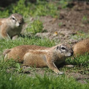Cape ground squirrels (Geosciurus inauris), 2024-06-30
