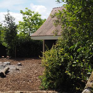 Red river hog paddock, 2024-06-30