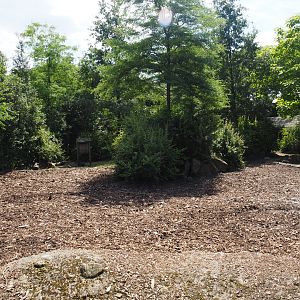 Red river hog paddock, 2024-06-30