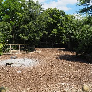 Red river hog paddock, 2024-06-30