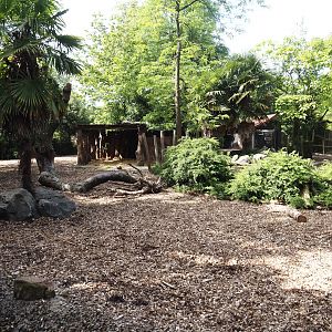 Red forest buffalo paddock, 2024-06-30