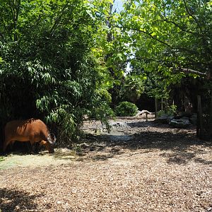 Red forest buffalo paddock, 2024-06-30