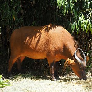 Red forest buffalo (Syncerus caffer nanus), 2024-06-30