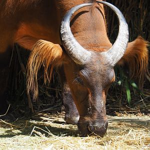 Red forest buffalo (Syncerus caffer nanus), 2024-06-30