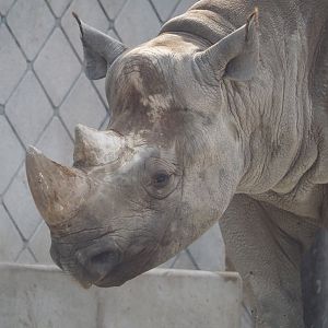 Eastern black rhinoceros (Diceros bicornis michaeli), 2024-06-30