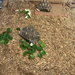 World of Adaptations - Radiated Tortoise