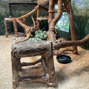 World of Adaptations - Matschie’s Tree Kangaroo