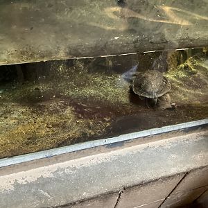 World of Adaptations - Eastern Snake-necked Turtle