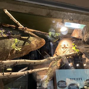 World of Adaptations - Emerald Tree Boa