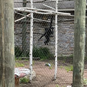 World of Adaptations - Northern white-cheeked Gibbon