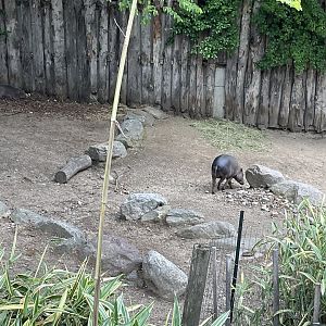 World of Adaptations - Babirusa