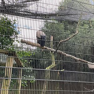 World of Adaptations - King Vulture