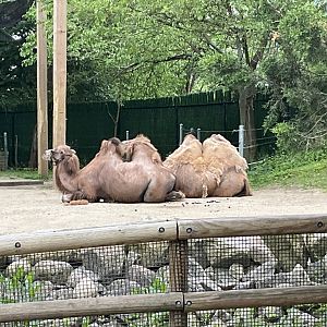 Himalayan Trek - Bactrian Camel