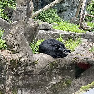 Himalayan Trek - Asian Black Bear